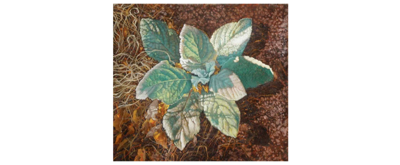 Flannel Leaf – Original