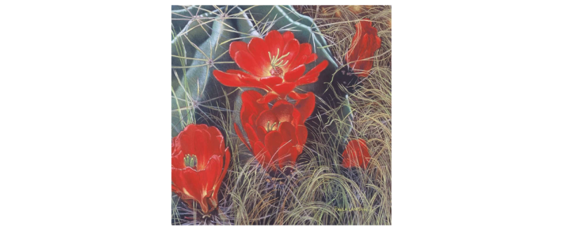 Claret Cups in Big Bend - Fine Art Giclée
