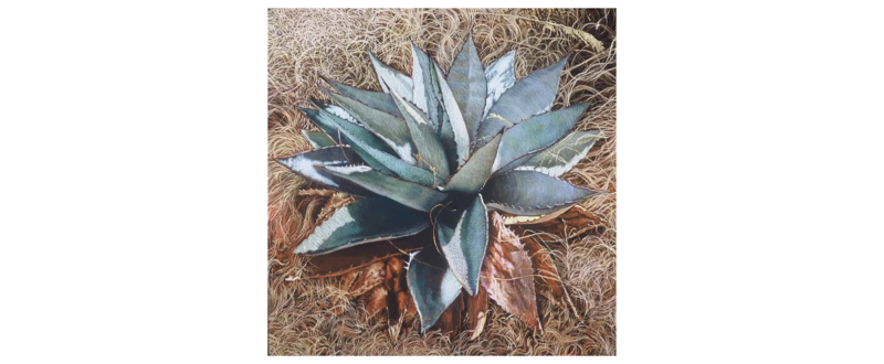 Agave - Fine Art Giclée