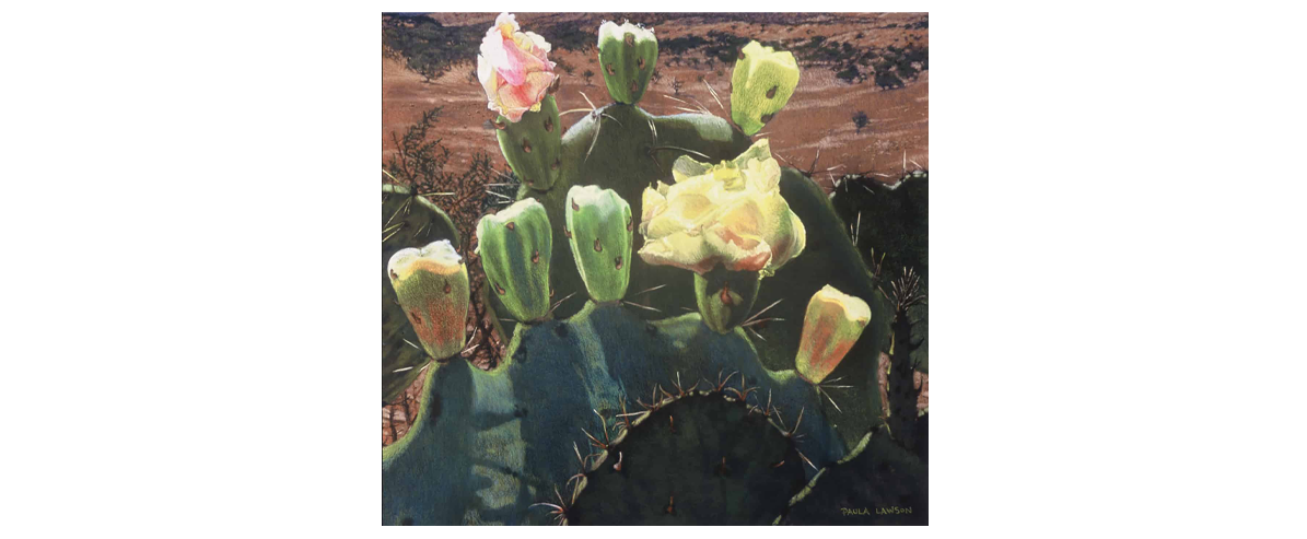 Prickly Pear Blooms in Big Bend - Fine Art Giclée