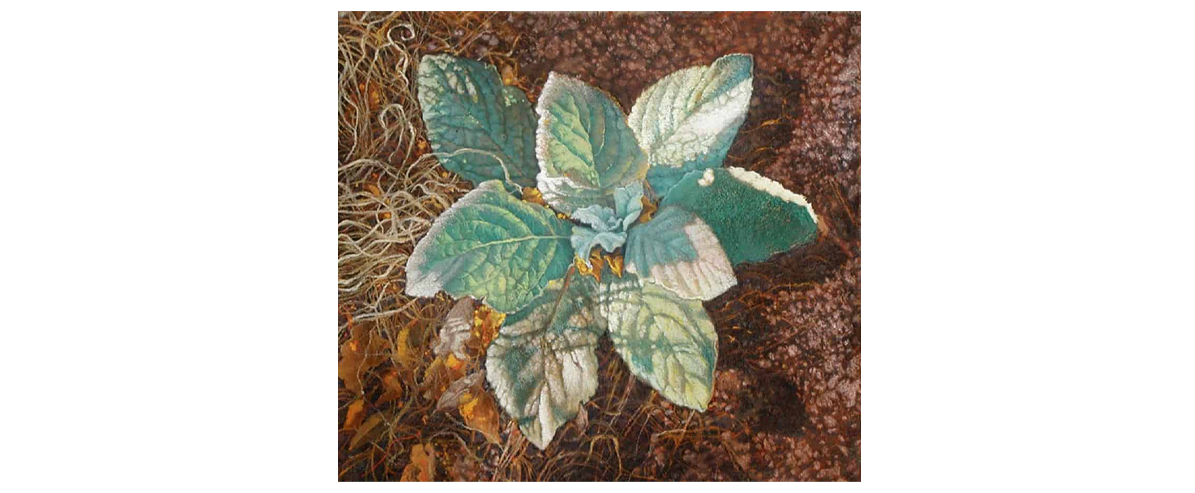 Flannel Leaf - Fine Art Giclée