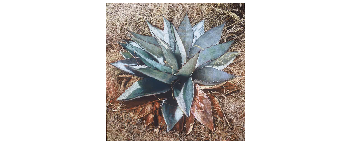 Agave - Fine Art Giclée